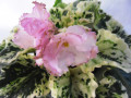 dimetris.com.ua:альбомы:фиалочка_23:willodene.jpg