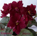 dimetris.com.ua:альбомы:юлия:ек-красный_бархат.jpg