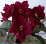 dimetris.com.ua:альбомы:юлия:ек-красный_бархат.jpg