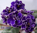 dimetris.com.ua:альбомы:юлия:ек-роза_арктики.jpg