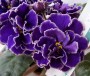 dimetris.com.ua:альбомы:юлия:ек-роза_арктики_макро.jpg