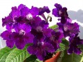 dimetris.com.ua:альбомы:юлия:цф-ирина_на_солнце.jpg