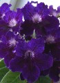dimetris.com.ua:альбомы:юлия:цф-ирина_реальный_цвет.jpg