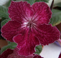 dimetris.com.ua:альбомы:юлия:bristols_red_typhoon.jpg