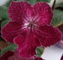 dimetris.com.ua:альбомы:юлия:bristols_red_typhoon.jpg