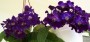 dimetris.com.ua:альбомы:юлия:moonlight_v.amppersian_carpet.jpg
