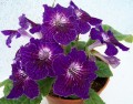 dimetris.com.ua:альбомы:юлия:persian_capet.jpg