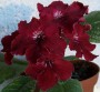 dimetris.com.ua:альбомы:юлия:phoebe.jpg