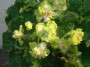dimetris.com.ua:альбомы:юлия_черкассы:irish_cream.jpg