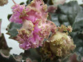 dimetris.com.ua:альбомы:юлия_черкассы:island_rose.jpg
