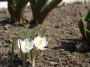dimetris.com.ua:альбомы:aza666:крокусы_белые.jpg