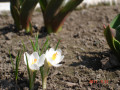 dimetris.com.ua:альбомы:aza666:крокусы_белые.jpg