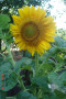 dimetris.com.ua:альбомы:aza666:подсолнух.jpg