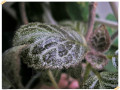 dimetris.com.ua:альбомы:evergreen:эписция_silver_dust.jpg