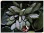 dimetris.com.ua:альбомы:evergreen:эписция_silver_skies.jpg