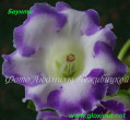 dimetris.com.ua:альбомы:gloxinia:баунти.jpg