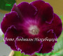dimetris.com.ua:альбомы:gloxinia:ганс.jpg