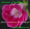 dimetris.com.ua:альбомы:gloxinia:полуминиатюрная_глоксиния_земляничка.jpg