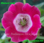 dimetris.com.ua:альбомы:gloxinia:полуминиатюрная_глоксиния_мягкий_свет_california_minis.jpg