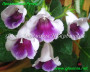 dimetris.com.ua:альбомы:gloxinia:полуминиатюрная_глоксиния_прохладный_ручей_california_minis.jpg