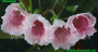 dimetris.com.ua:альбомы:gloxinia:розовая.jpg