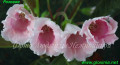 dimetris.com.ua:альбомы:gloxinia:розовая.jpg