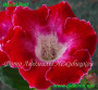 dimetris.com.ua:альбомы:gloxinia:blood_red_фуксиевая_ch.lawn.jpg