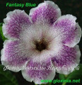 dimetris.com.ua:альбомы:gloxinia:fantasy_blue.jpg