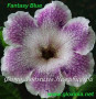 dimetris.com.ua:альбомы:gloxinia:fantasy_blue.jpg