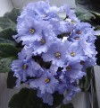 dimetris.com.ua:альбомы:julia-nikolaenko:ек-океан.jpg