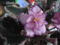 dimetris.com.ua:альбомы:kati:elizabeth.jpg