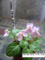 dimetris.com.ua:альбомы:kati:pink_mini_trail.jpg