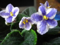 dimetris.com.ua:альбомы:kati:sharon_химера.jpg