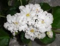 dimetris.com.ua:альбомы:kerol:ек-снежное_кружево.jpg