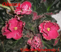 dimetris.com.ua:альбомы:kerol:одиссея.jpg