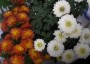 dimetris.com.ua:альбомы:kerol:хризантемы5.jpg