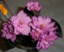 dimetris.com.ua:альбомы:kerol:kris.jpg