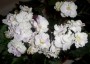 dimetris.com.ua:альбомы:kerol:lyon_s_trunguility.jpg