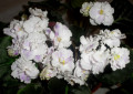 dimetris.com.ua:альбомы:kerol:lyon_s_trunguility.jpg