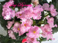dimetris.com.ua:альбомы:kerol:minq_dinasty.jpg