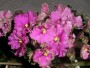 dimetris.com.ua:альбомы:kerol:optimara_everglory.jpg