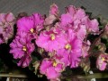 dimetris.com.ua:альбомы:kerol:optimara_everglory.jpg