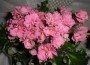 dimetris.com.ua:альбомы:kerol:optimara_everrejoice.jpg