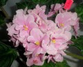 dimetris.com.ua:альбомы:kerol:pink_amiss.jpg