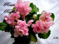 dimetris.com.ua:альбомы:kerol:rosie_ruffles.jpg