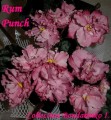 dimetris.com.ua:альбомы:kerol:rum_punch.jpg