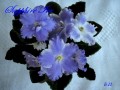 dimetris.com.ua:альбомы:kerol:sapphire_ice.jpg