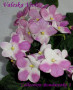 dimetris.com.ua:альбомы:kerol:valeska_viol.jpg
