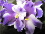 dimetris.com.ua:альбомы:kerpsik:ultra_violet.jpg