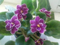 dimetris.com.ua:альбомы:lyo-liliya:hello_sunshine.jpg